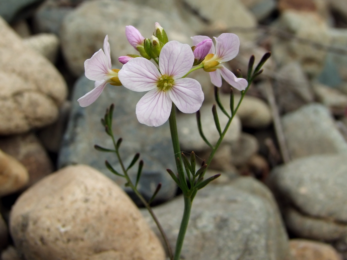 Изображение особи Cardamine pratensis.