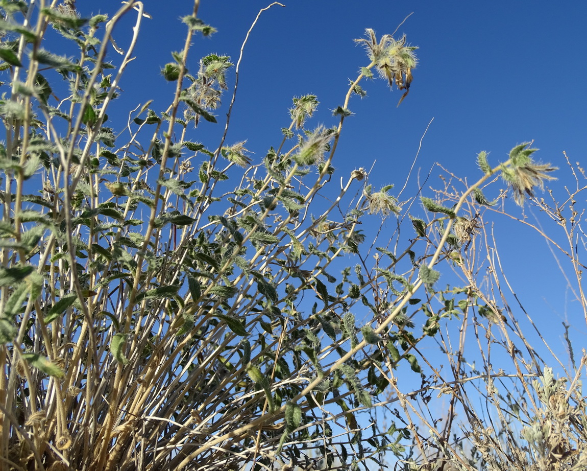 Image of Onosma staminea specimen.