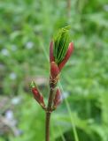 Acer trautvetteri