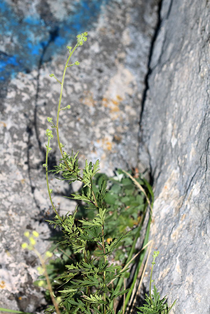 Изображение особи Aconitum sichotense.