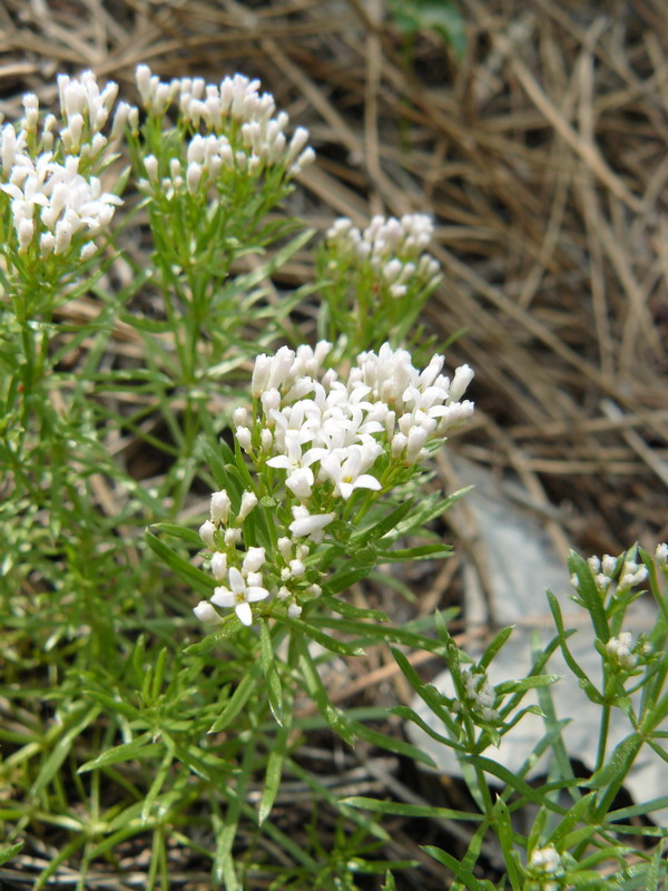 Изображение особи род Asperula.