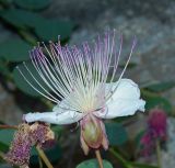 Capparis orientalis