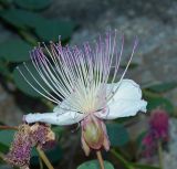 Capparis orientalis. Цветок. Черногория, г. Будва, Старый город, на крепостной стене. Июль 2018 г.