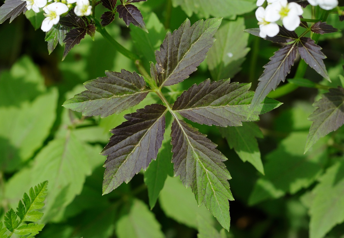 Изображение особи Cardamine leucantha.