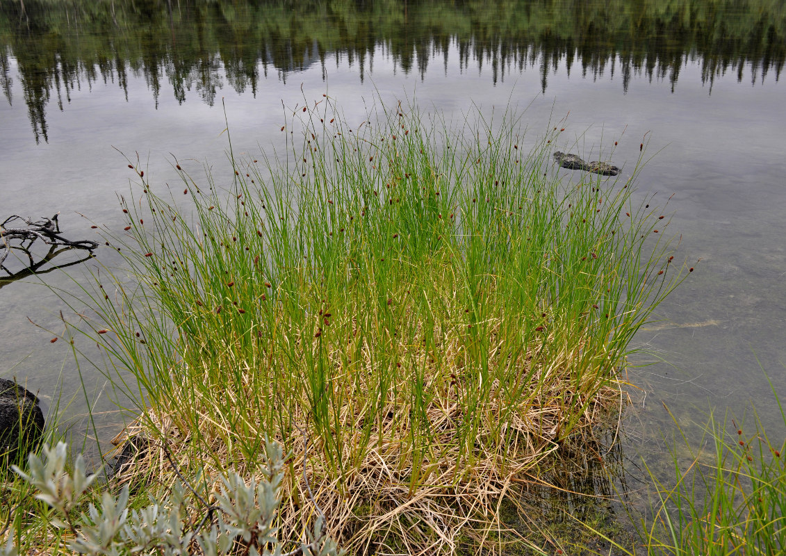 Изображение особи Carex saxatilis.