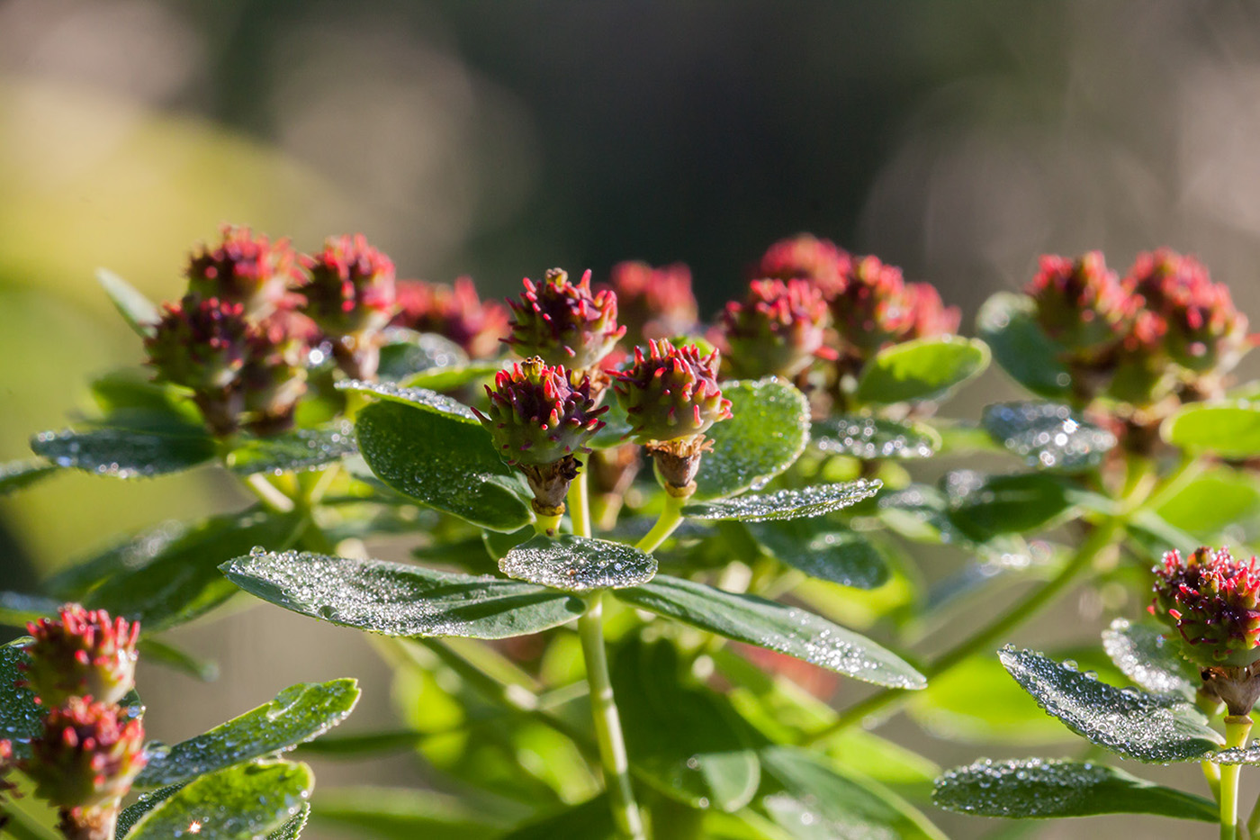 Image of Euphorbia pilosa specimen.