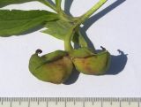 Paeonia subspecies veitchii