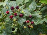 Rubus nessensis. Верхушки побегов с созревающими плодами. Украина, Ивано-Франковская обл., Болеховский горсовет, Поляницкий сельсовет, Поляницкий региональный ландшафтный парк, опушка букового леса. 22.07.2018.