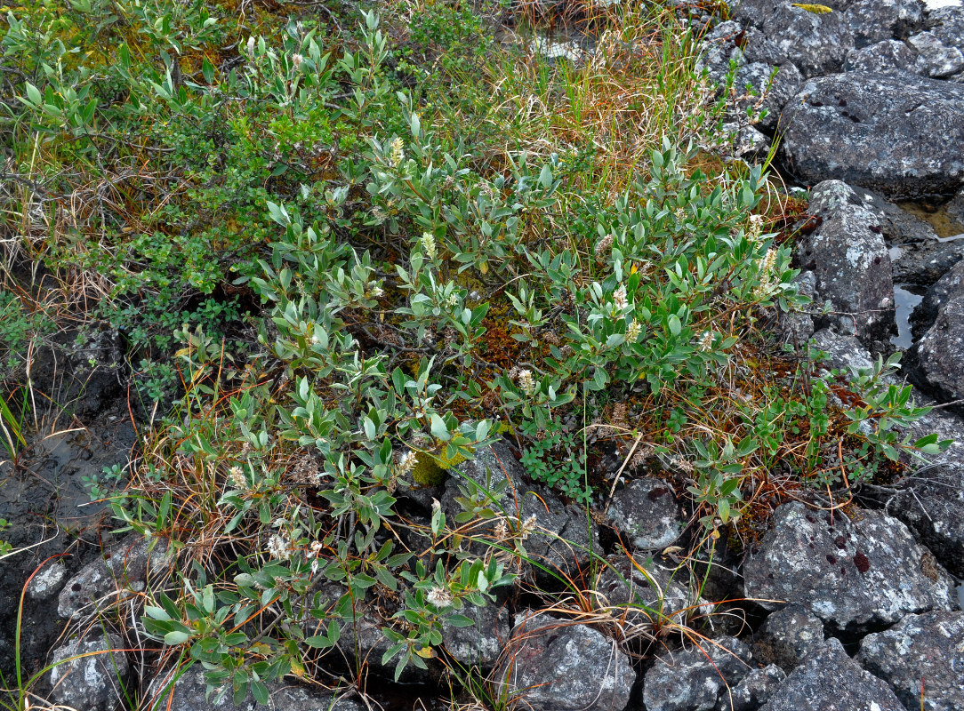 Image of Salix glauca specimen.