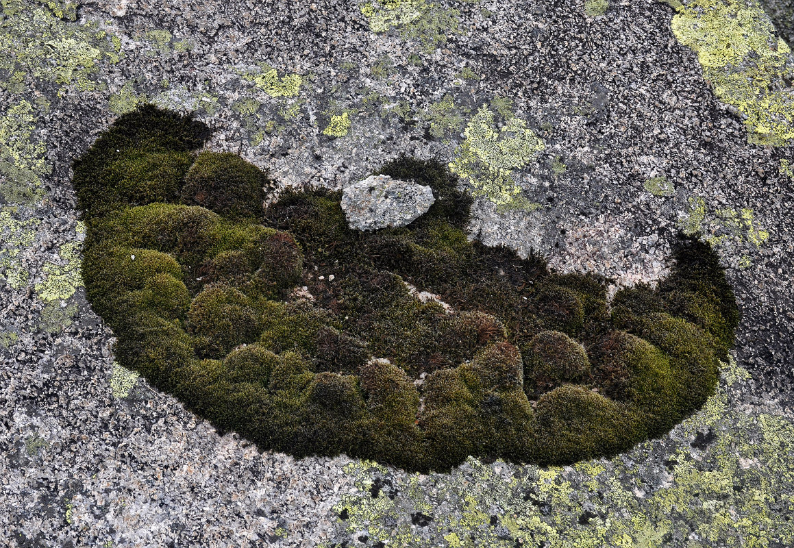 Image of division Bryophyta specimen.