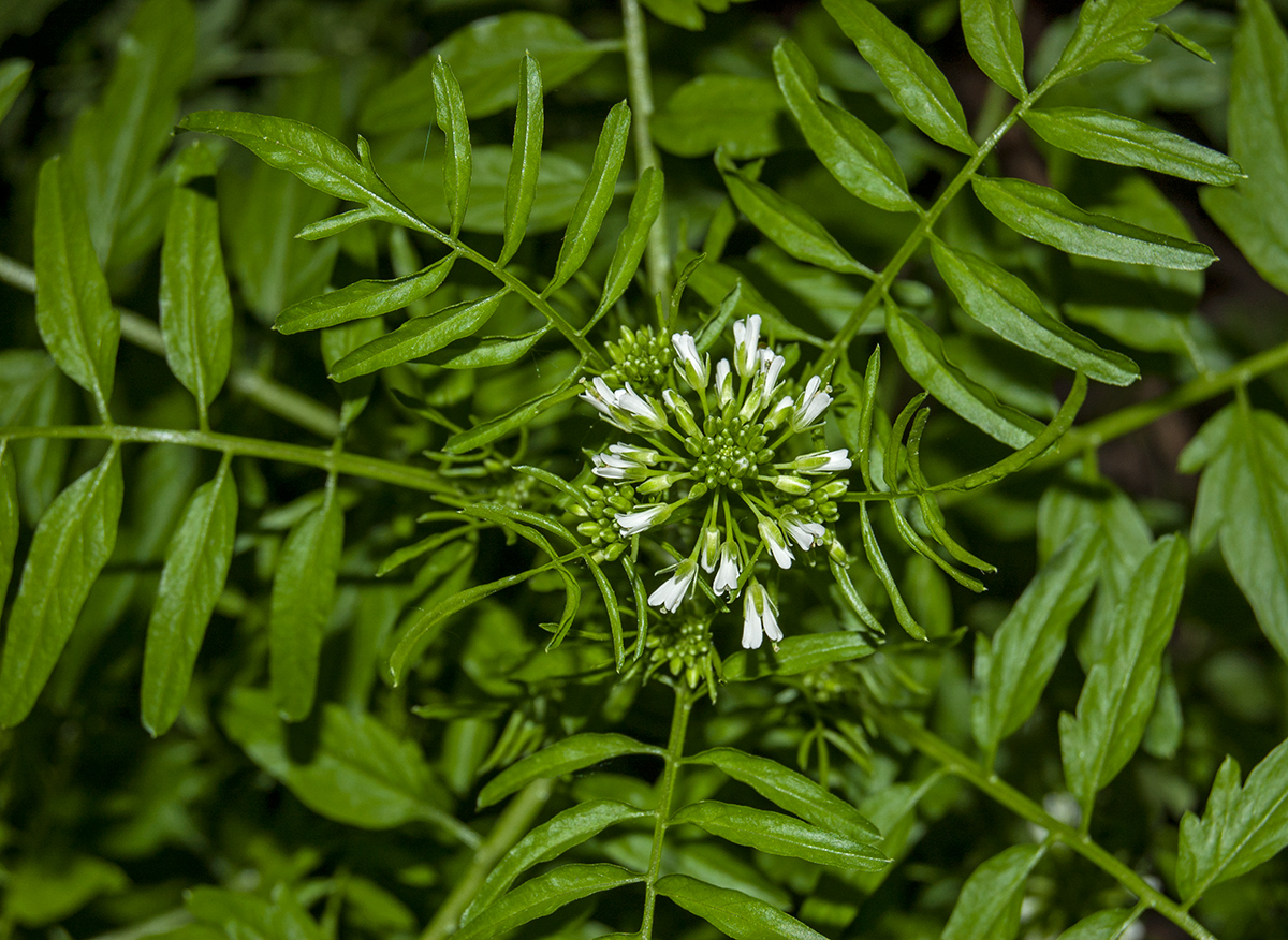 Image of Cardamine impatiens specimen.