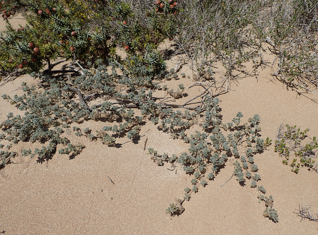 Image of Medicago marina specimen.