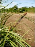 Carex aquatilis. Соцветие. Удмуртия, Завьяловский р-н, окр. д. Поварёнки, правый берег р. Кама. 12 июня 2010 г.