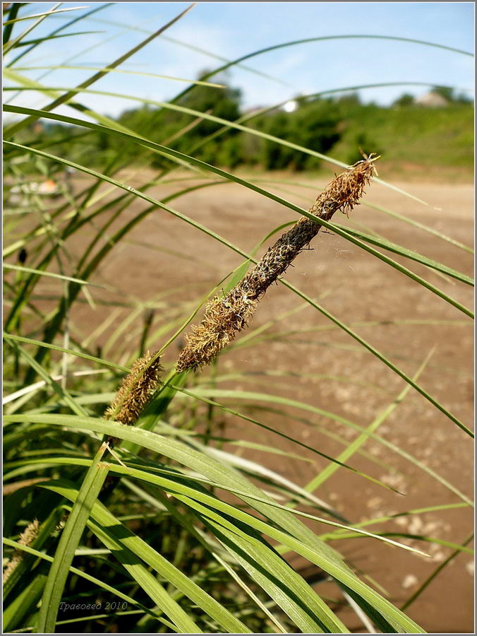 Изображение особи Carex aquatilis.