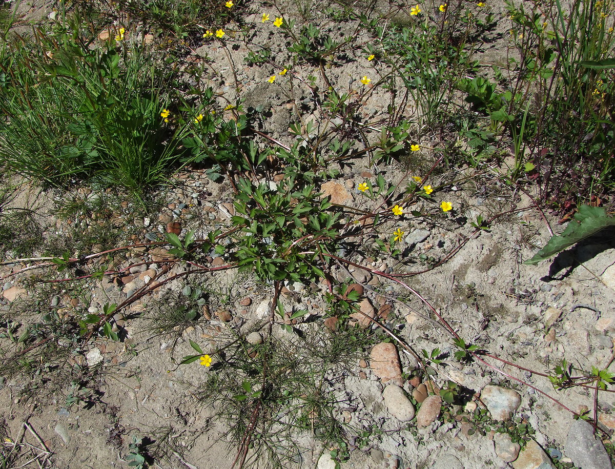 Изображение особи Ranunculus repens.