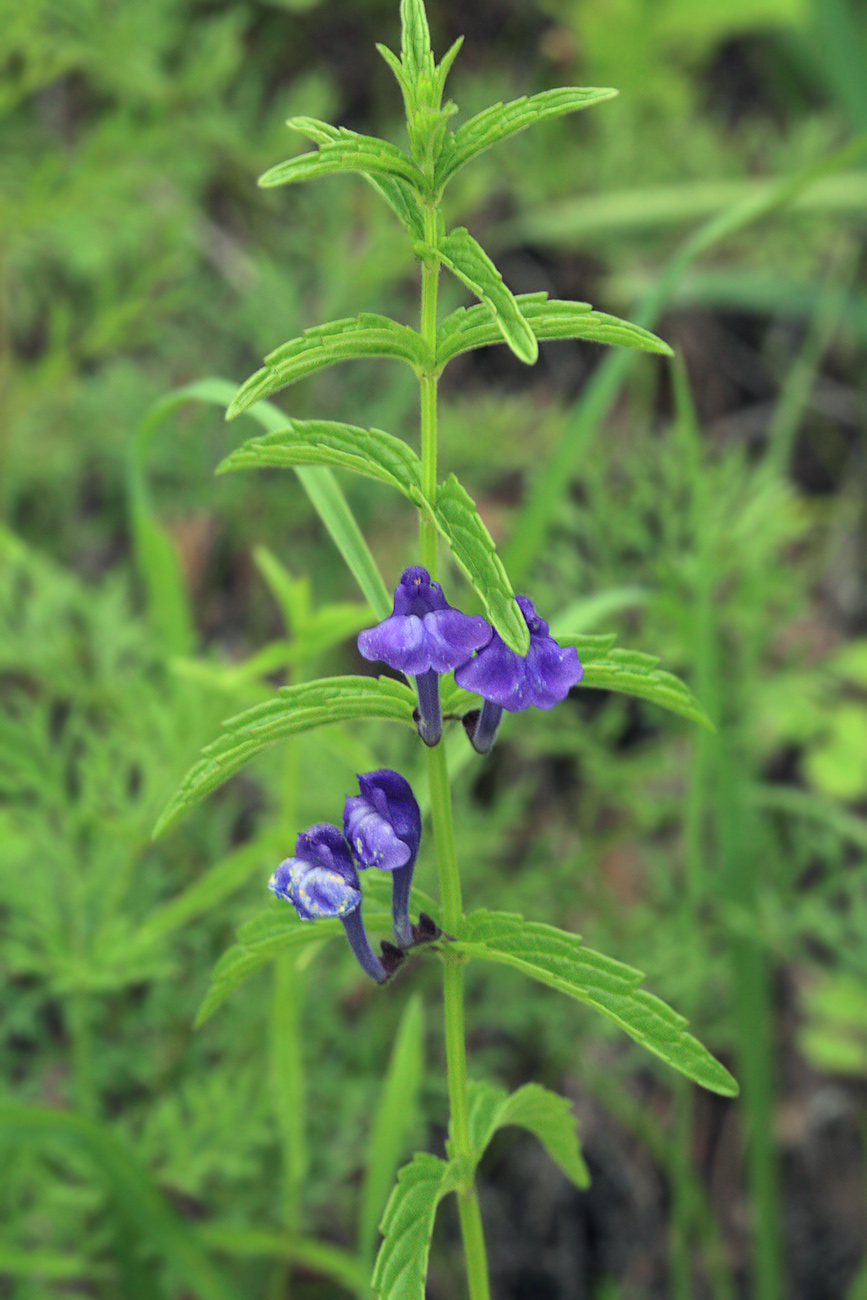 Изображение особи Scutellaria scordiifolia.