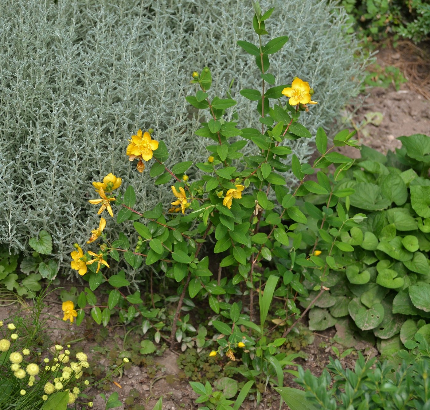 Image of genus Hypericum specimen.