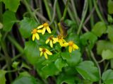 Senecio angulatus