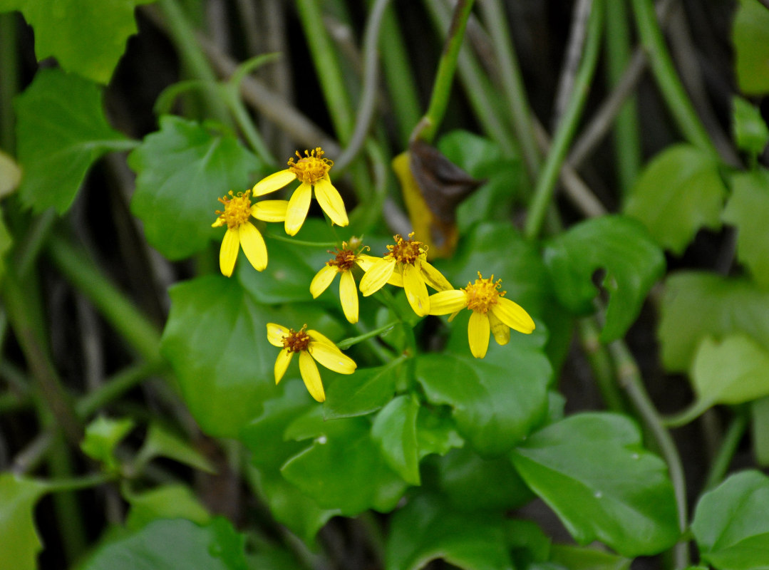 Изображение особи Senecio angulatus.