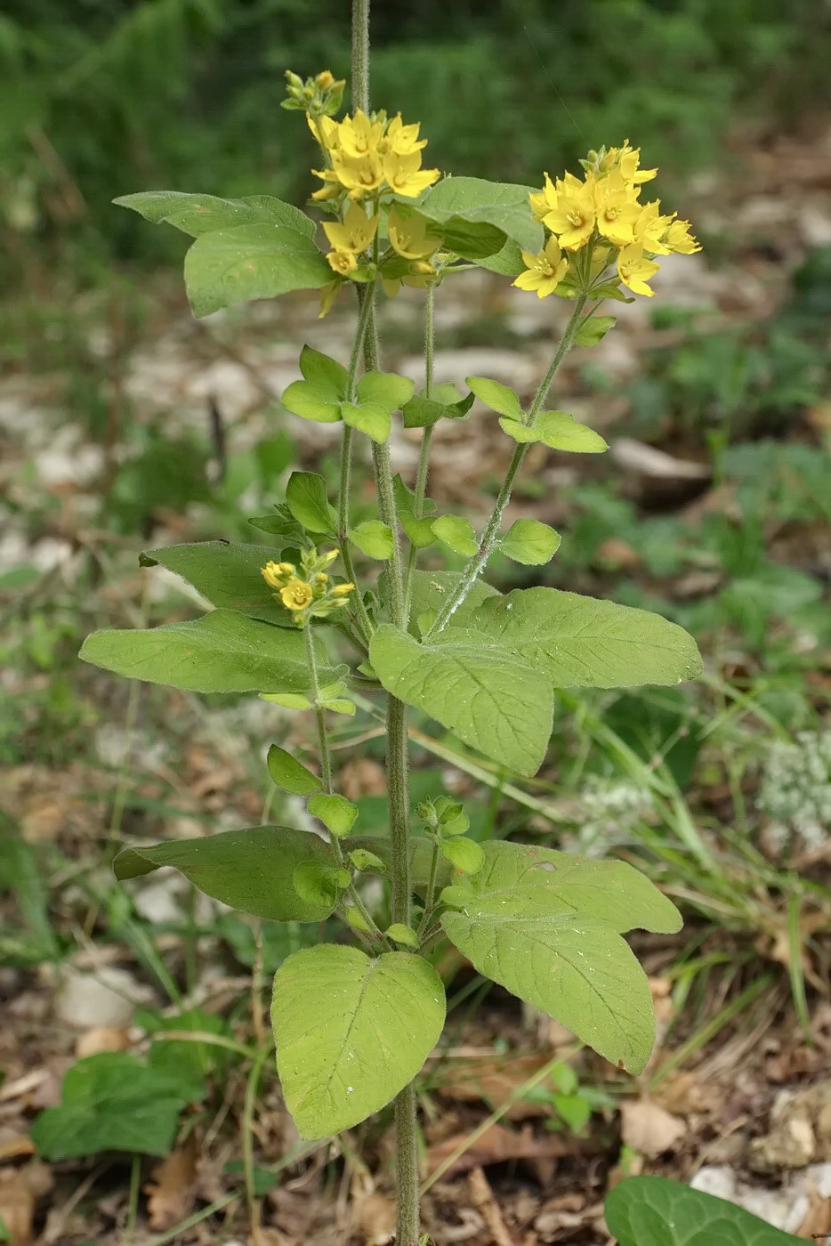 Image of Lysimachia verticillaris specimen.