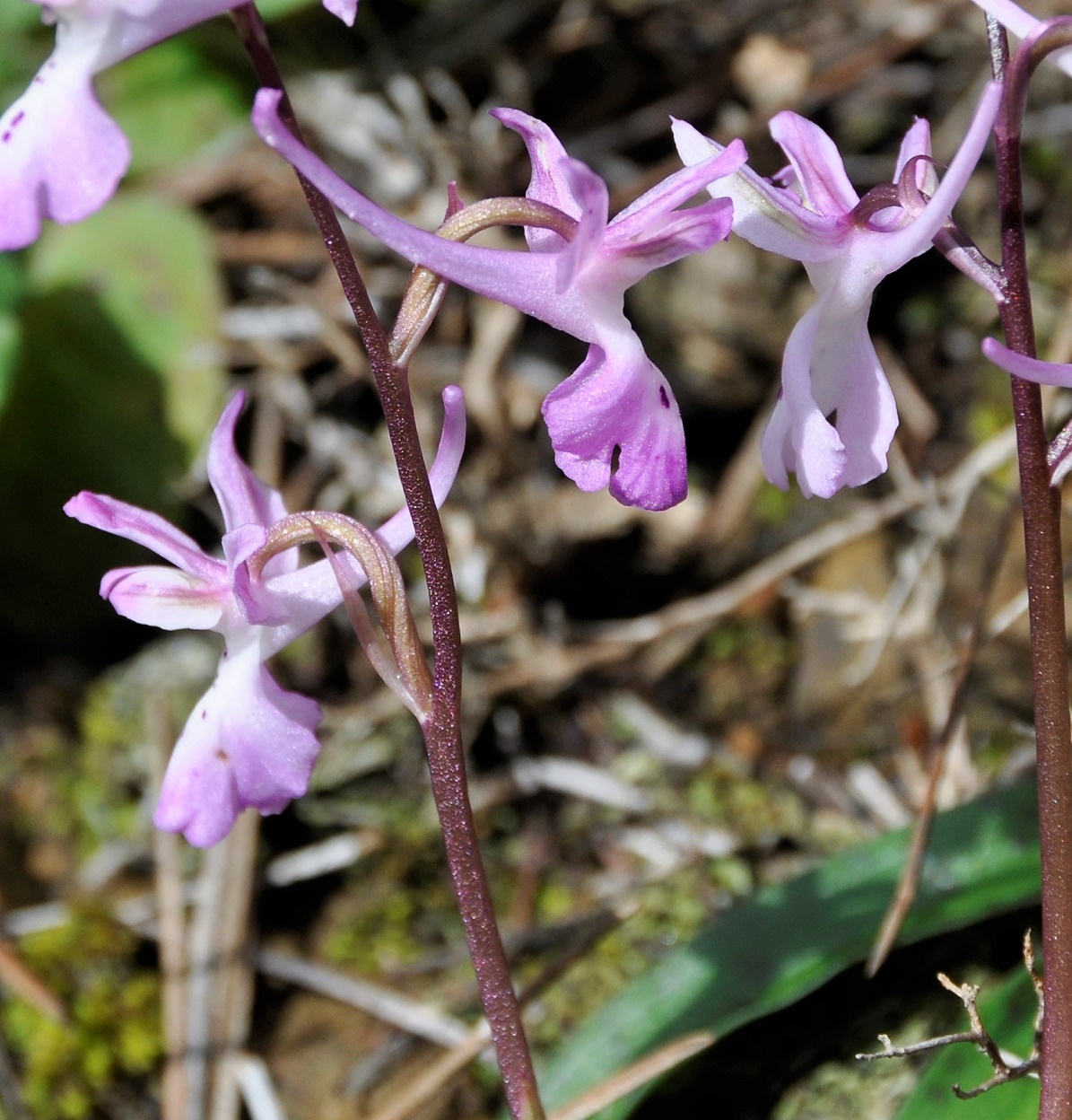 Изображение особи Orchis troodi.