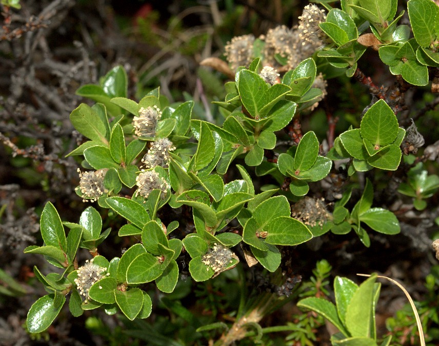 Image of Salix myrsinites specimen.