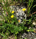 Ranunculus millefolius