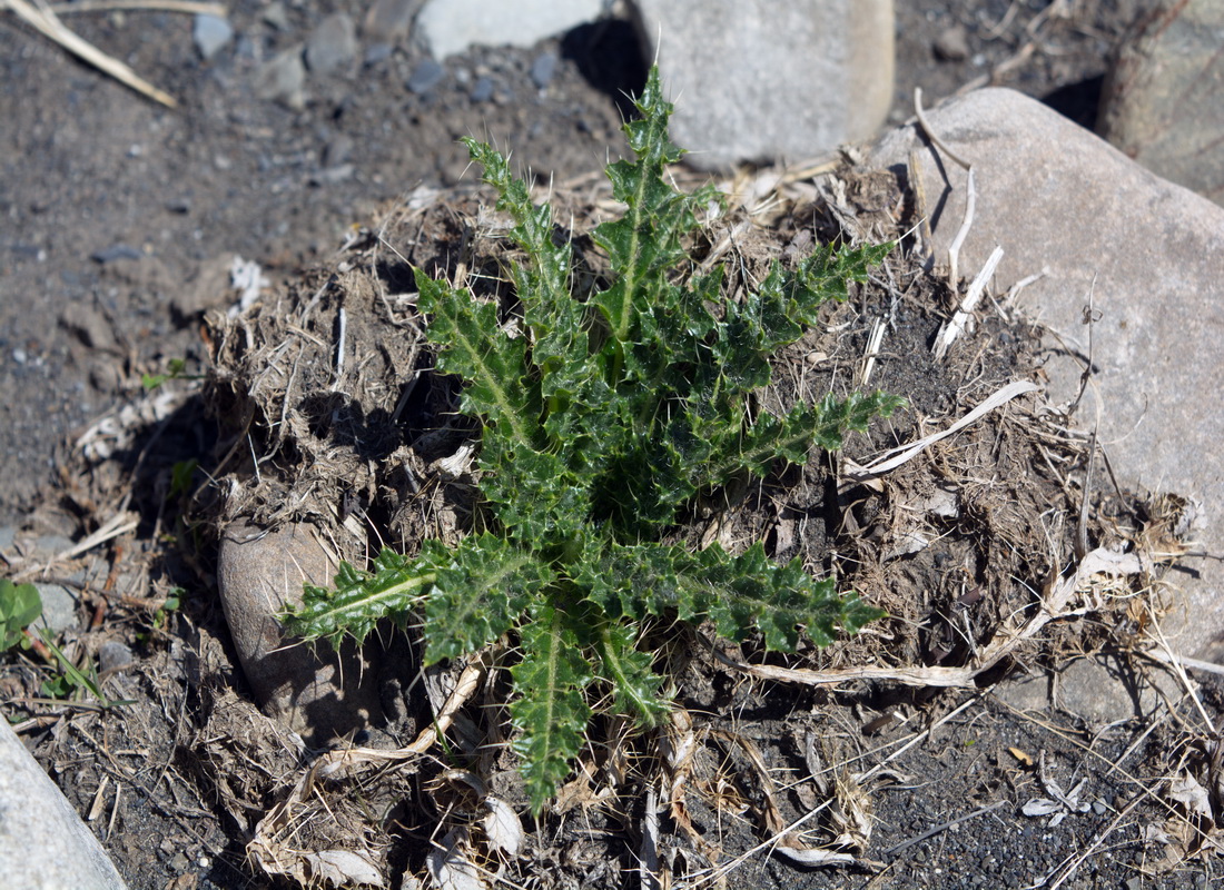 Изображение особи семейство Asteraceae.