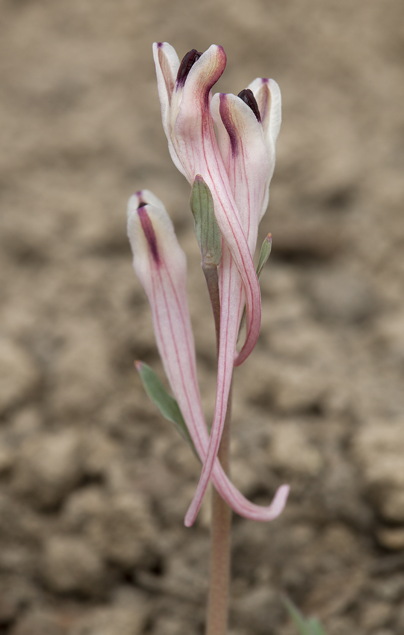 Image of Corydalis schanginii specimen.