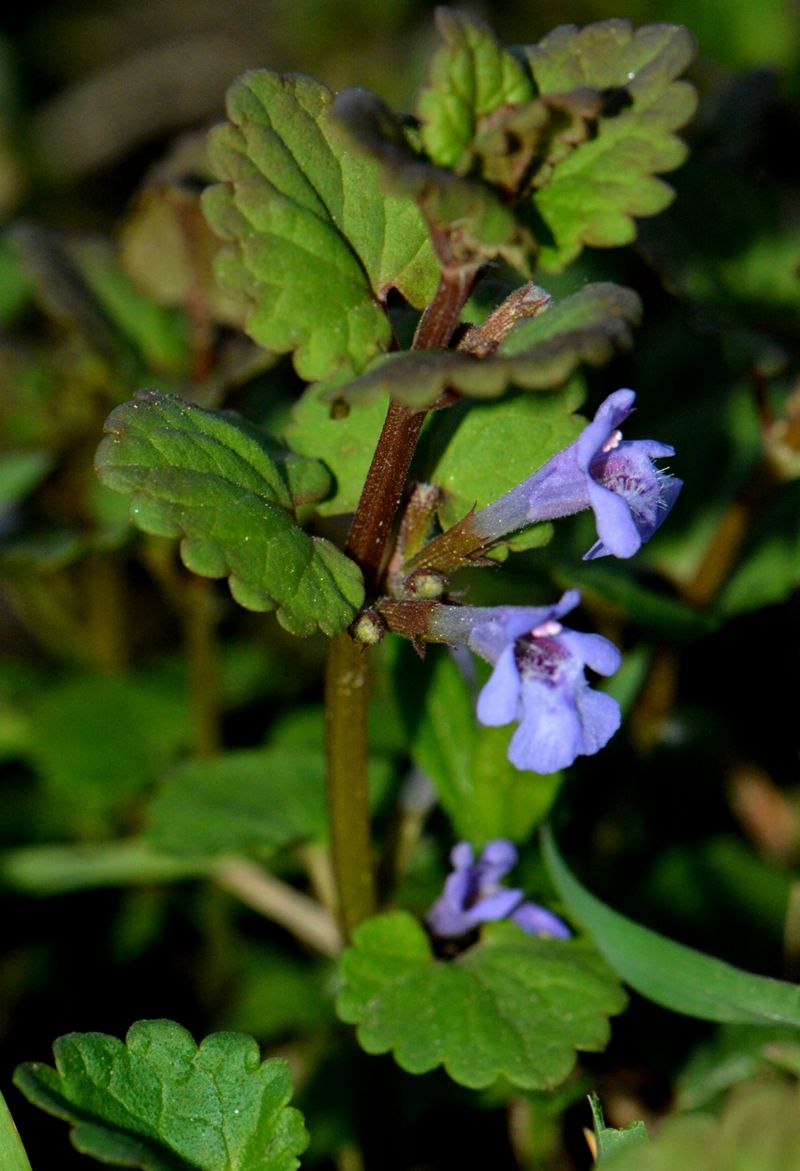 Изображение особи Glechoma hederacea.