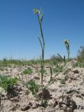 Arabidopsis parvula. Цветущее и плодоносящее растение. Южный Казахстан, вост. предгорья хр. Сырдарьинский Каратау, Закаратауская равнина (возвышенность), котловина оз. Сорколь, солончак. 6 мая 2019 г.