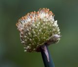 Allium altaicum