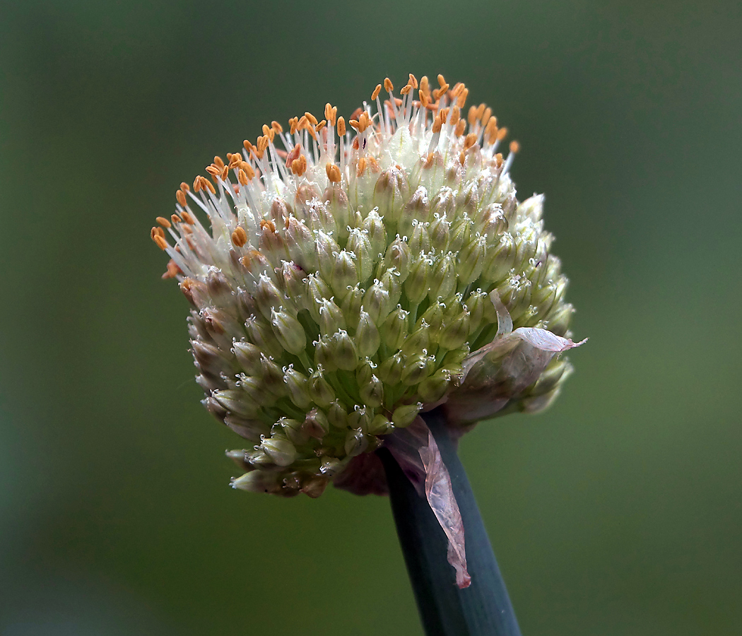 Изображение особи Allium altaicum.