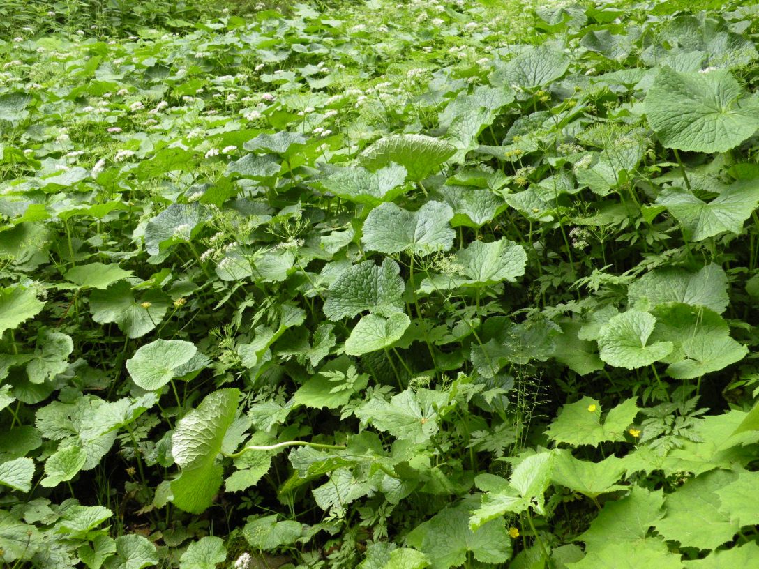 Image of Caltha palustris specimen.