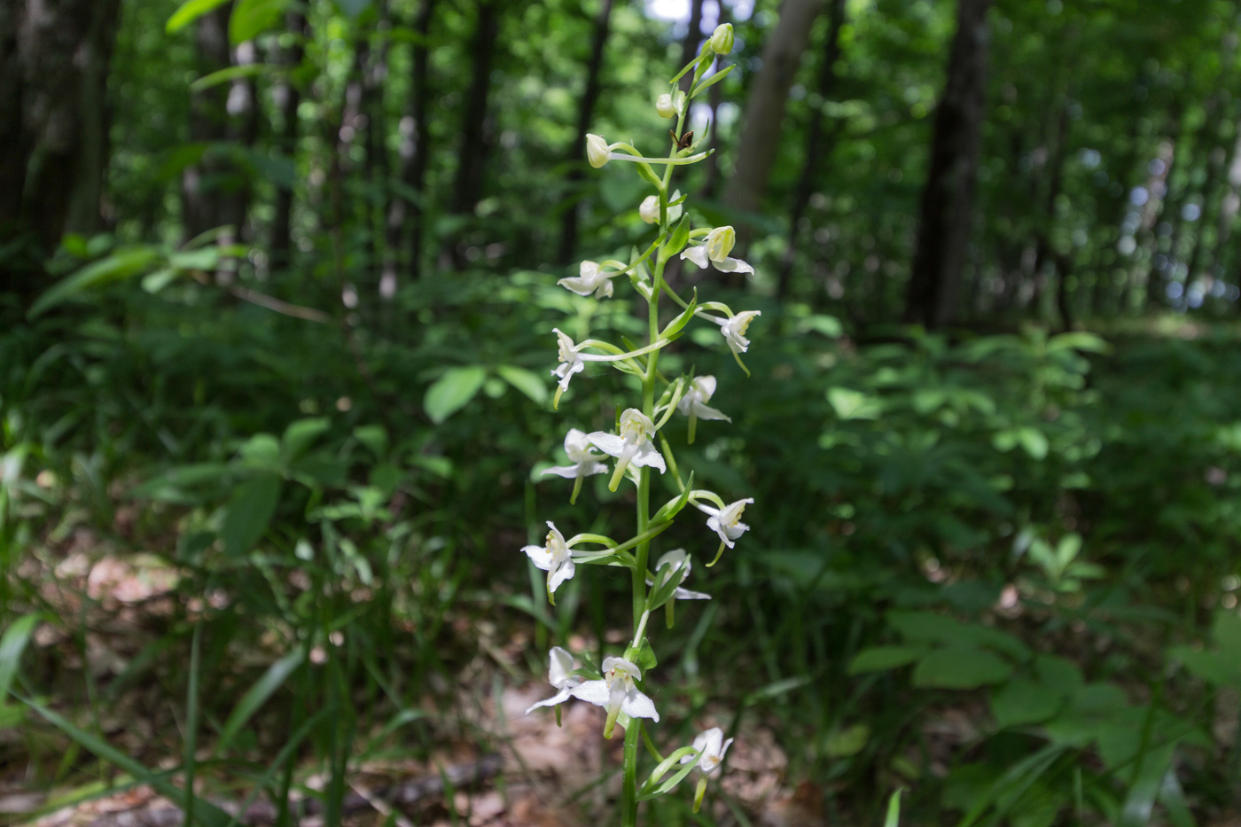 Image of Platanthera chlorantha specimen.