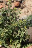 Alyssum turkestanicum разновидность desertorum. Часть растения с цветками и плодами. Узбекистан, Наманганская обл., Чустский р-н, окр. кишлака Сувбузган, глинисто-каменистый адыр. 08.05.2019.