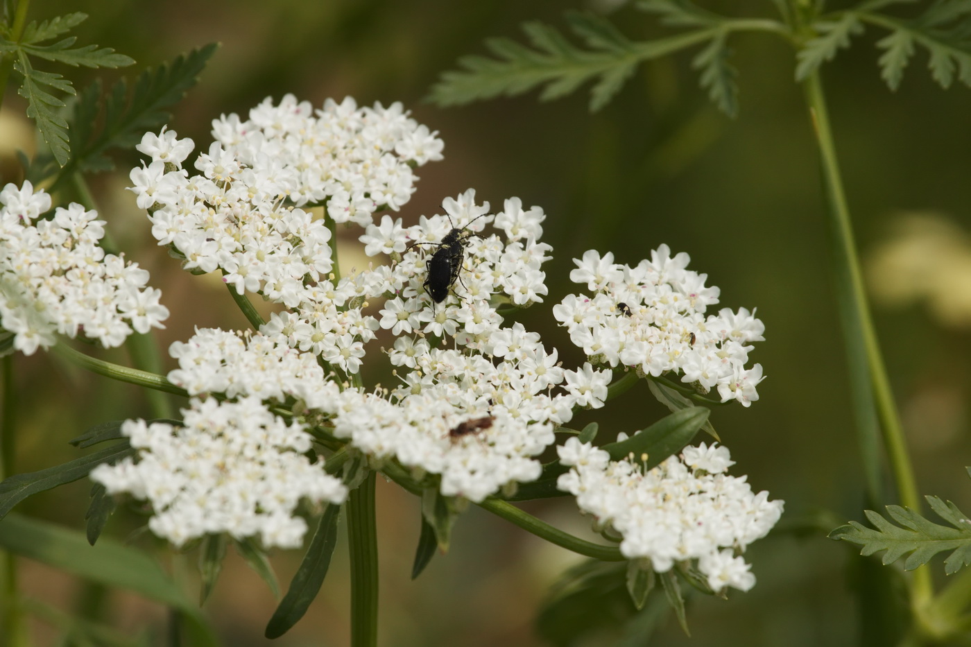 Изображение особи семейство Apiaceae.