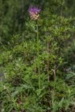 Stemmacantha uniflora