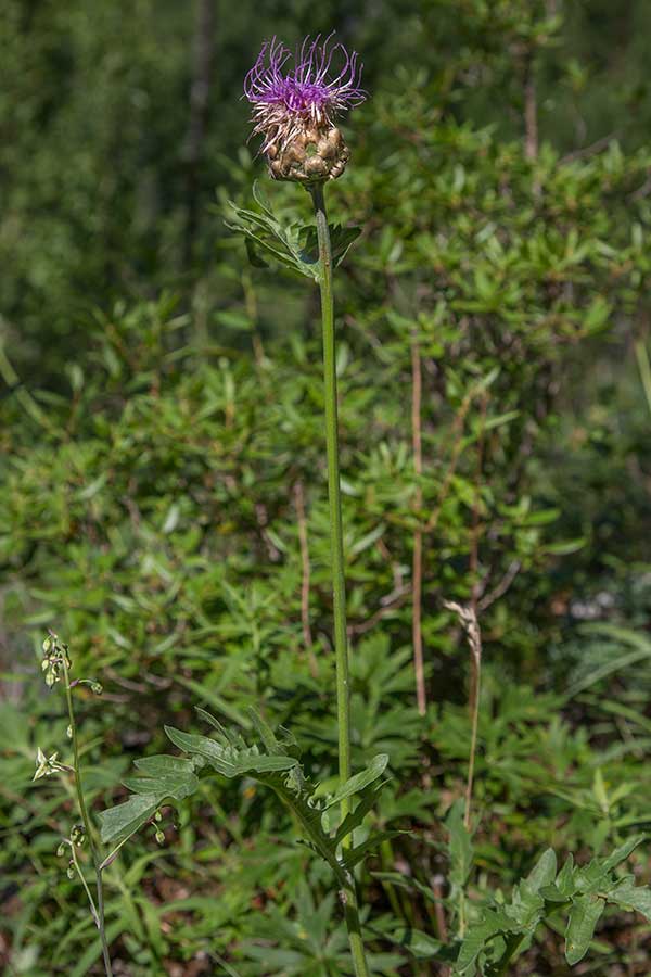 Изображение особи Stemmacantha uniflora.