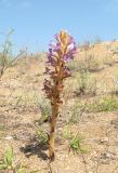 Phelipanche arenaria. Цветущее растение. Дагестан, Дербентский р-н, побережье Каспийского моря в 4 км к северо-востоку от пгт Мамедкала, частично закрепленные пески. 5 июня 2019 г.