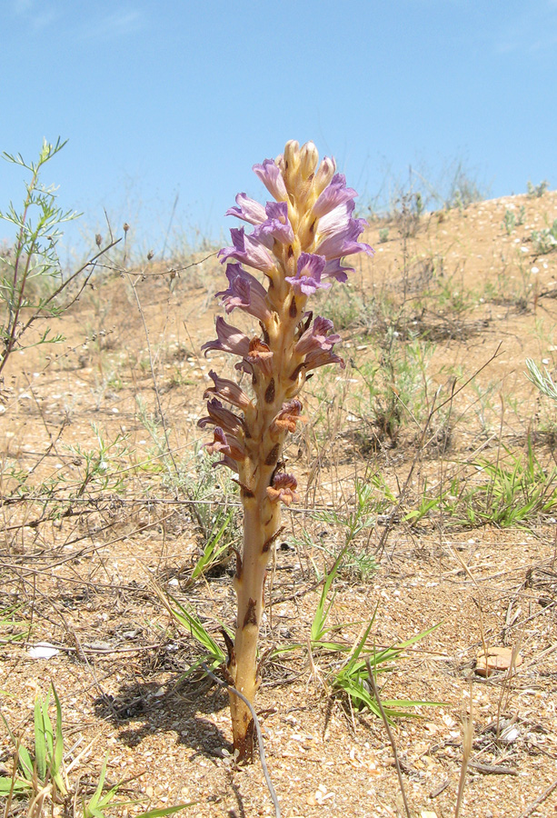 Image of Phelipanche arenaria specimen.