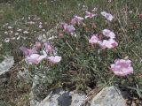 Convolvulus cantabrica