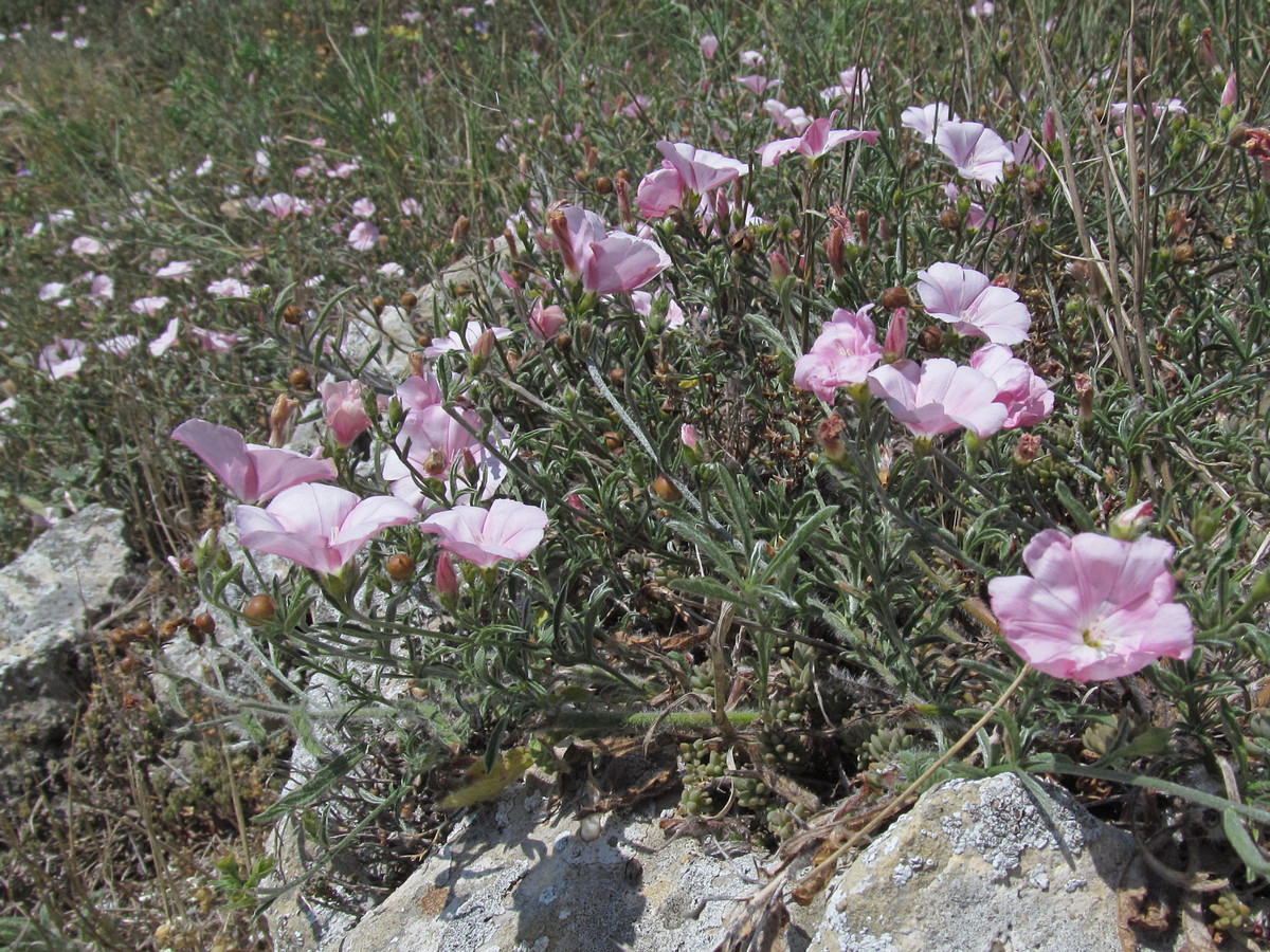 Image of Convolvulus cantabrica specimen.