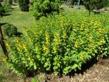 Lysimachia verticillaris. Цветущее растение. Волгоград, ВР Ботсад, в культуре. 25.05.2019.