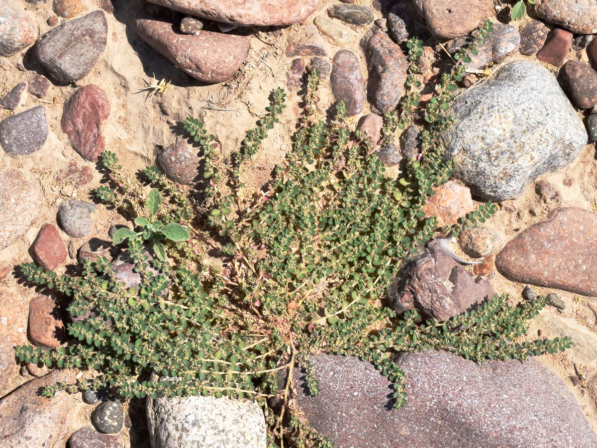 Изображение особи Euphorbia prostrata.