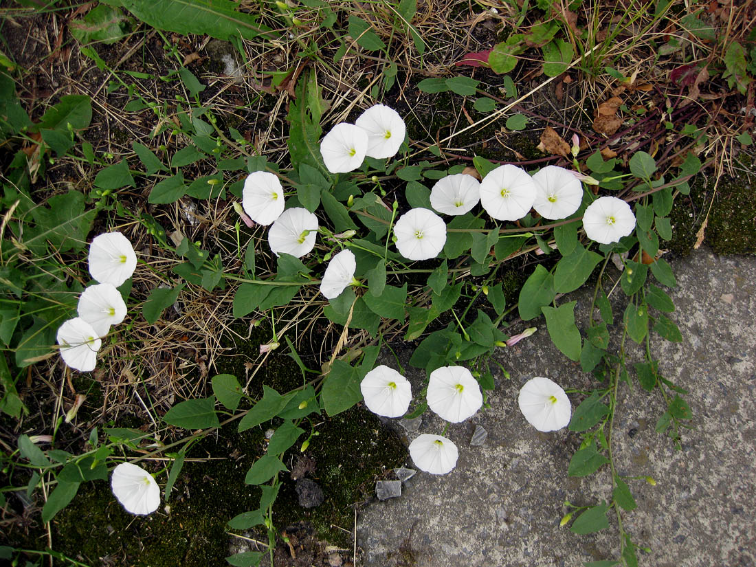 Изображение особи Convolvulus arvensis.