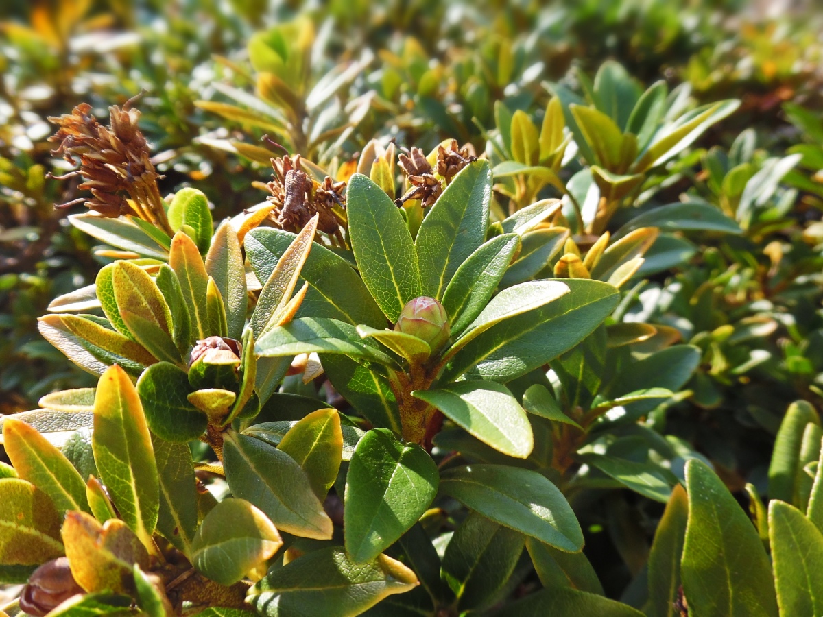 Image of Rhododendron ferrugineum specimen.