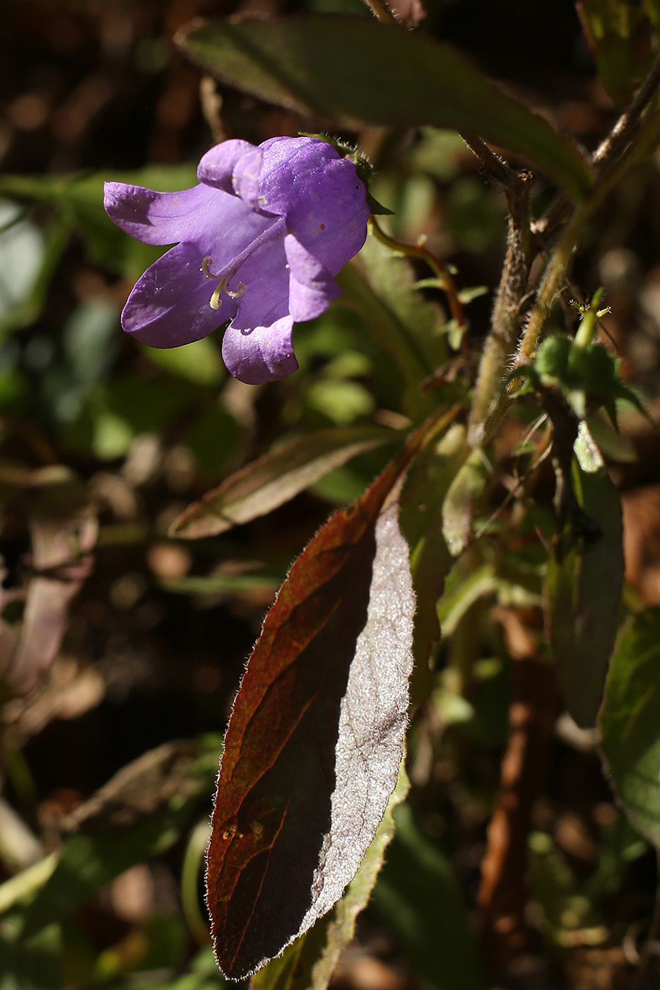 Image of Campanula longistyla specimen.