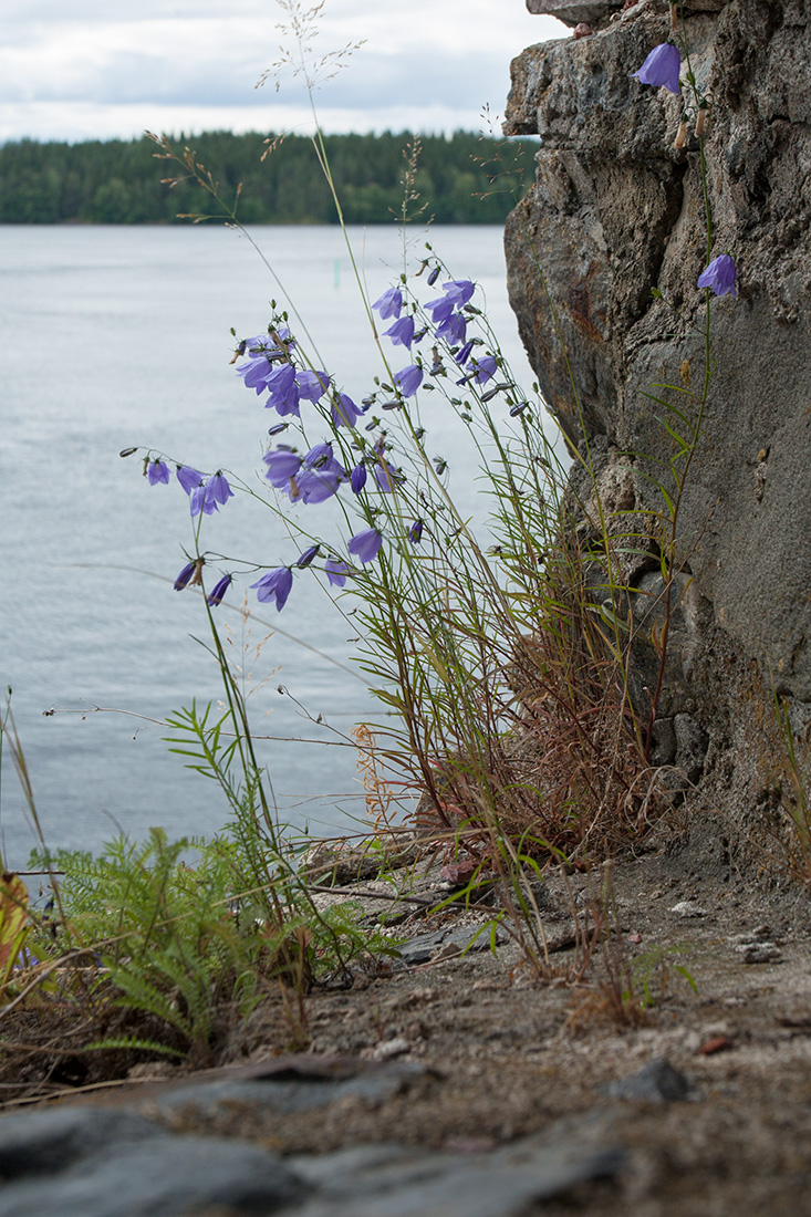 Image of Campanula rotundifolia specimen.