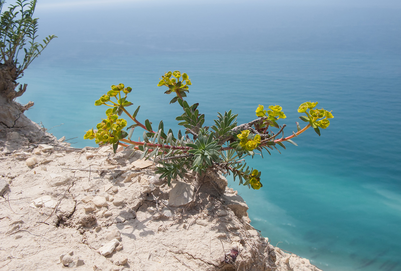 Изображение особи Euphorbia petrophila.